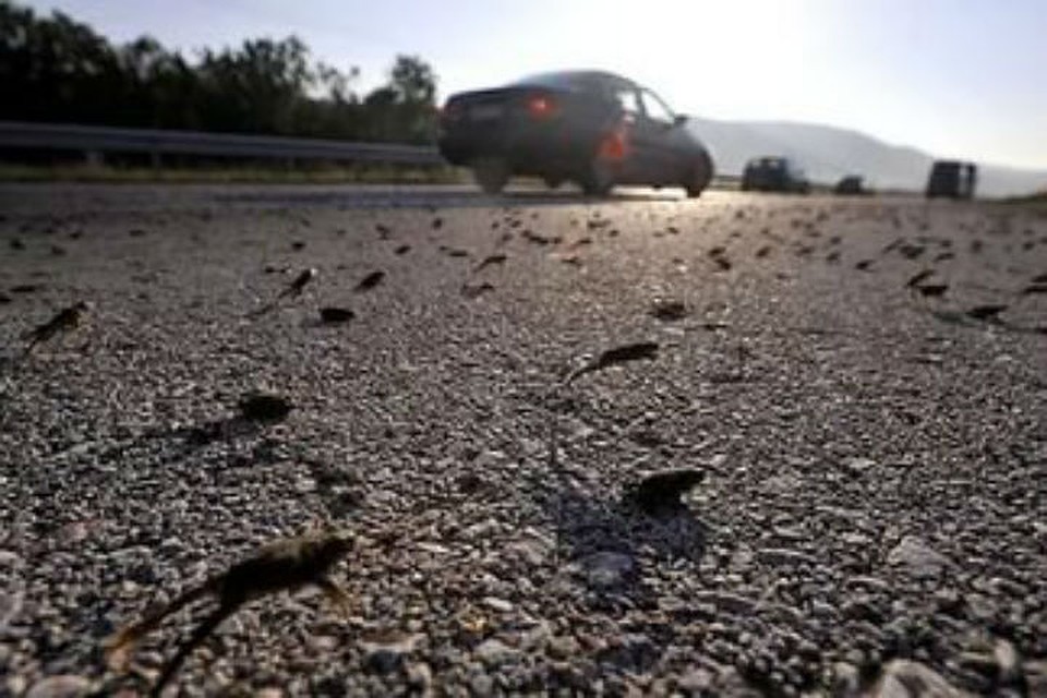 Под Петербургом серым жабам помогут перейти через дорогу Под Петербургом серым жабам помогут перейти через дорогу