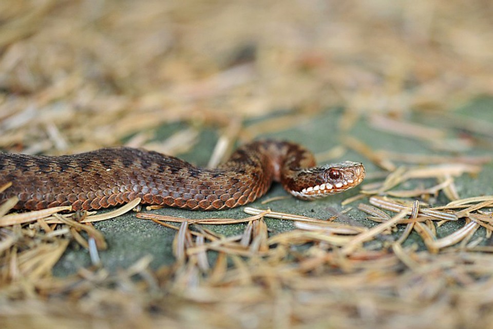 Фото: pixabay.com