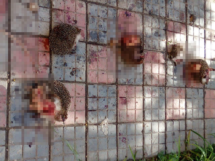 Тела животных разбросали возле детского сада. Фото: группа "Подслушано Троицк"/vk.com