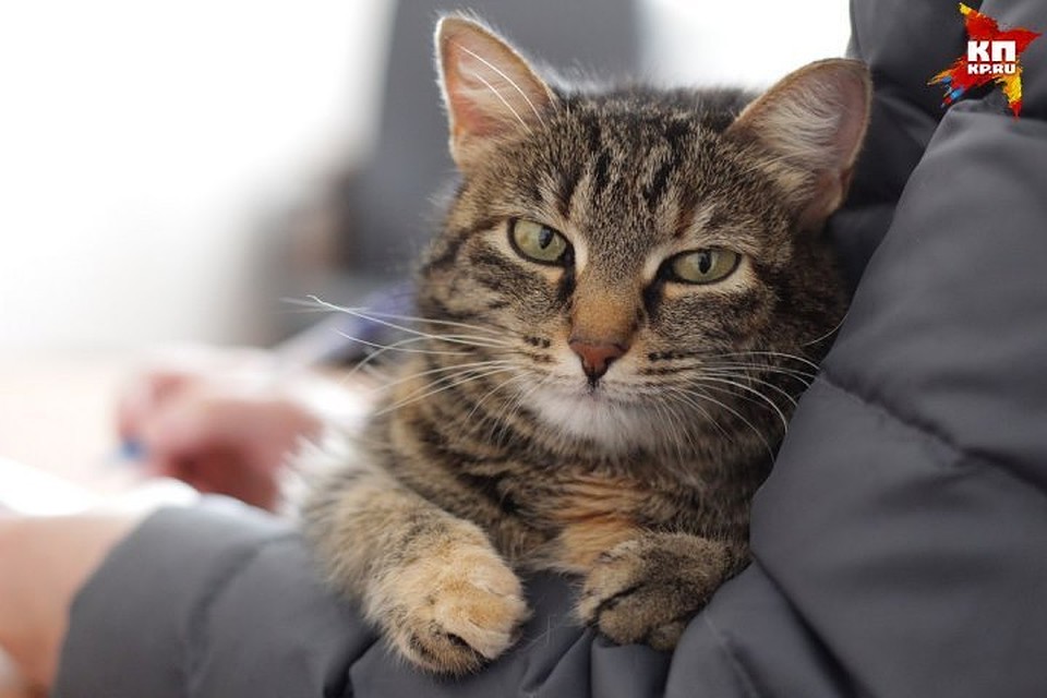 Кот не был привит