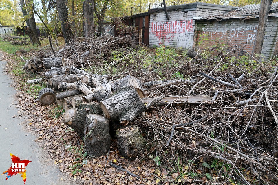 Зачем в барнаульском парке "Изумрудный" вырубают деревья Фото: Олег УКЛАДОВ