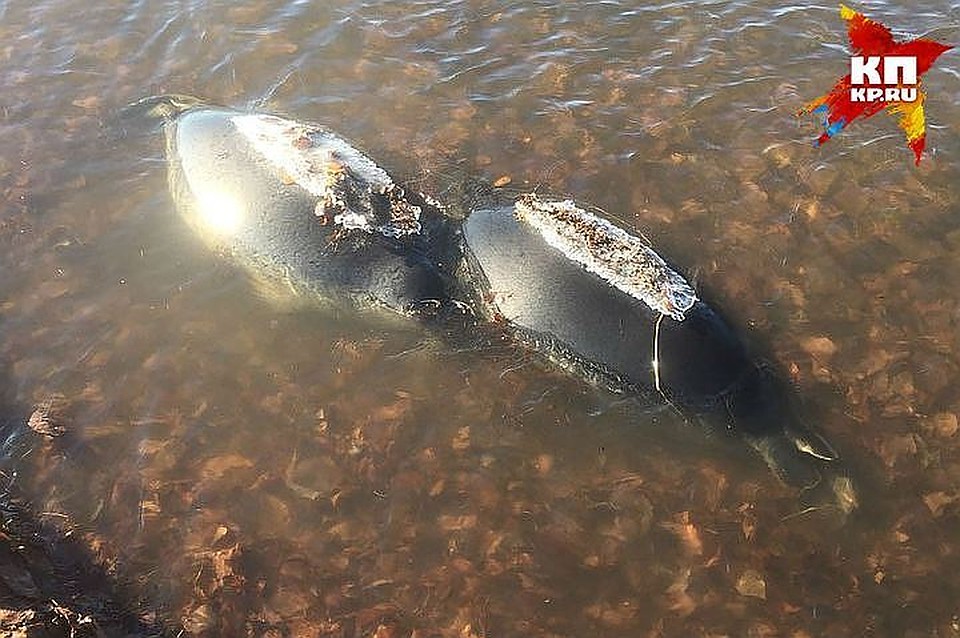 Фото: предоставлено Денисом Степановым