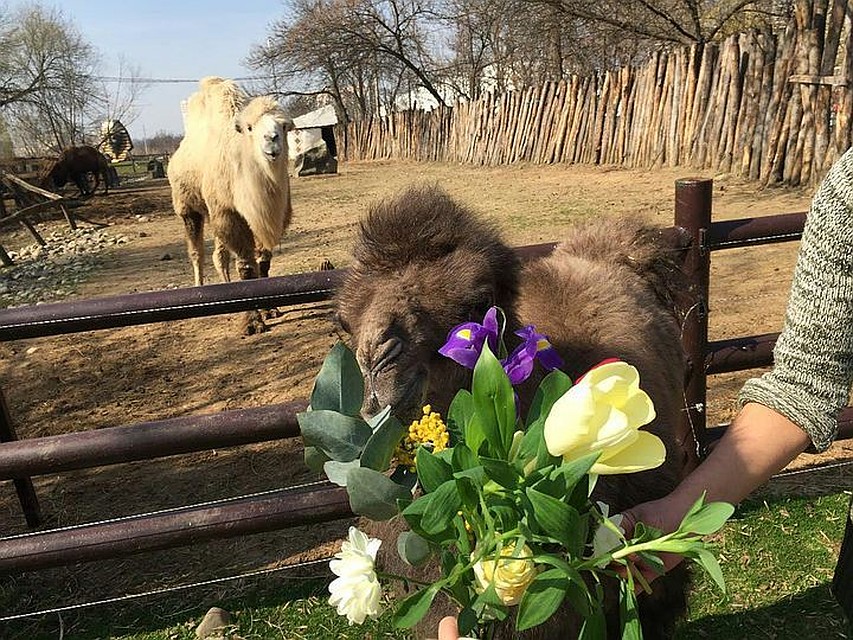 Сейчас верблюжонок чувствует себя уже лучше. Фото: краснодарского «Сафари-парка».