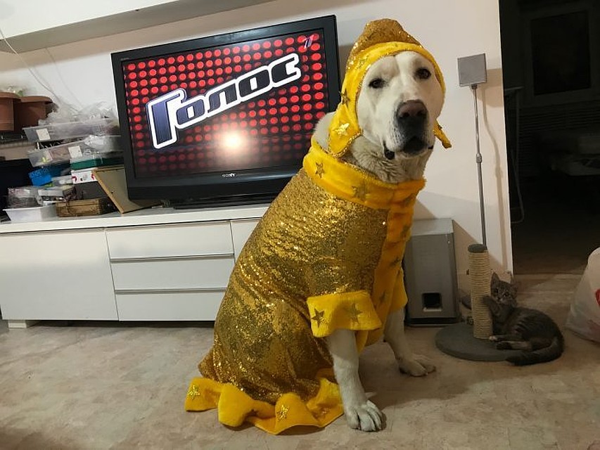 У Марти готов золотой костюм Снегурочки.