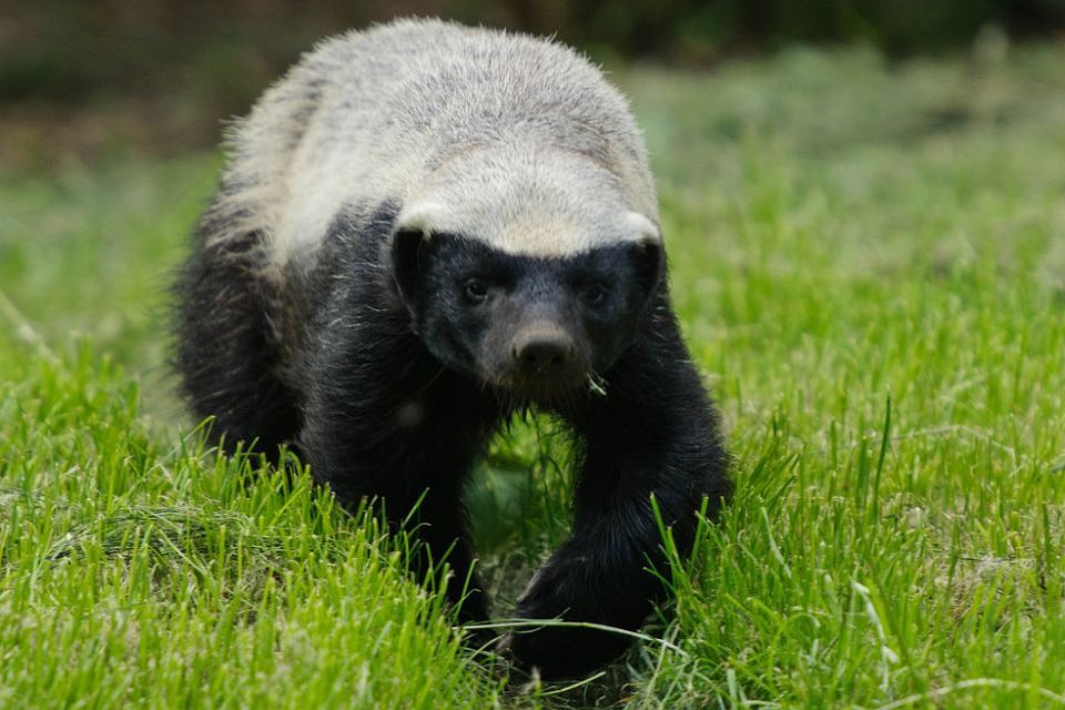 Барсук-медоед. Фото: zoopicture.ru