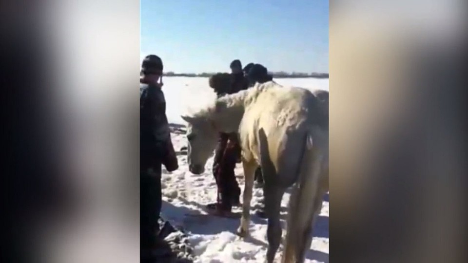 Лошадь в итоге не пострадала