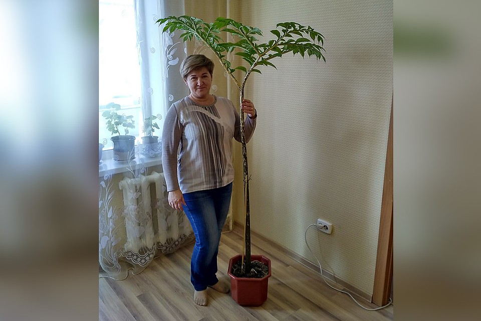 Таких размеров росток достиг за каких-то шесть-восемь недель. Фото: Нина АШМАРИНА.