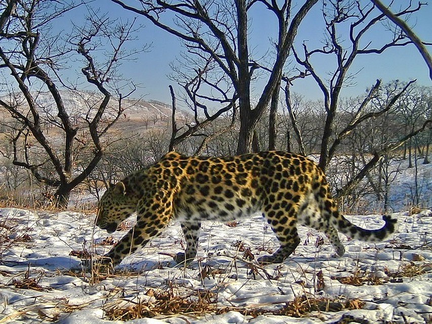 Leo 61F - самая молодая самка, живущая на юге нацпарка