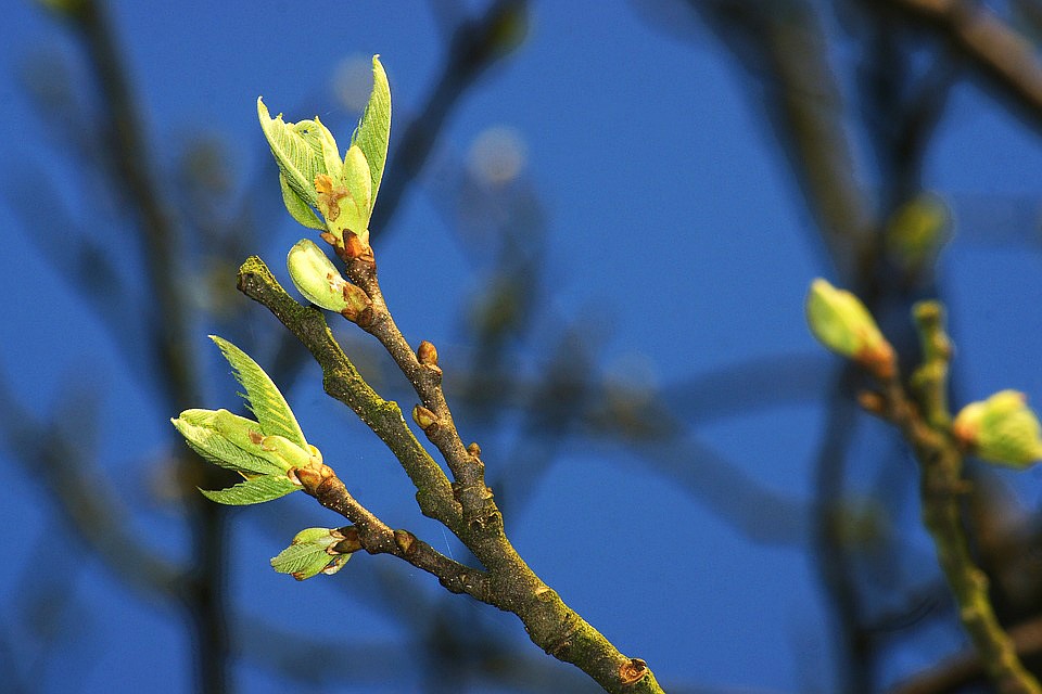 Фото: pixabay.com