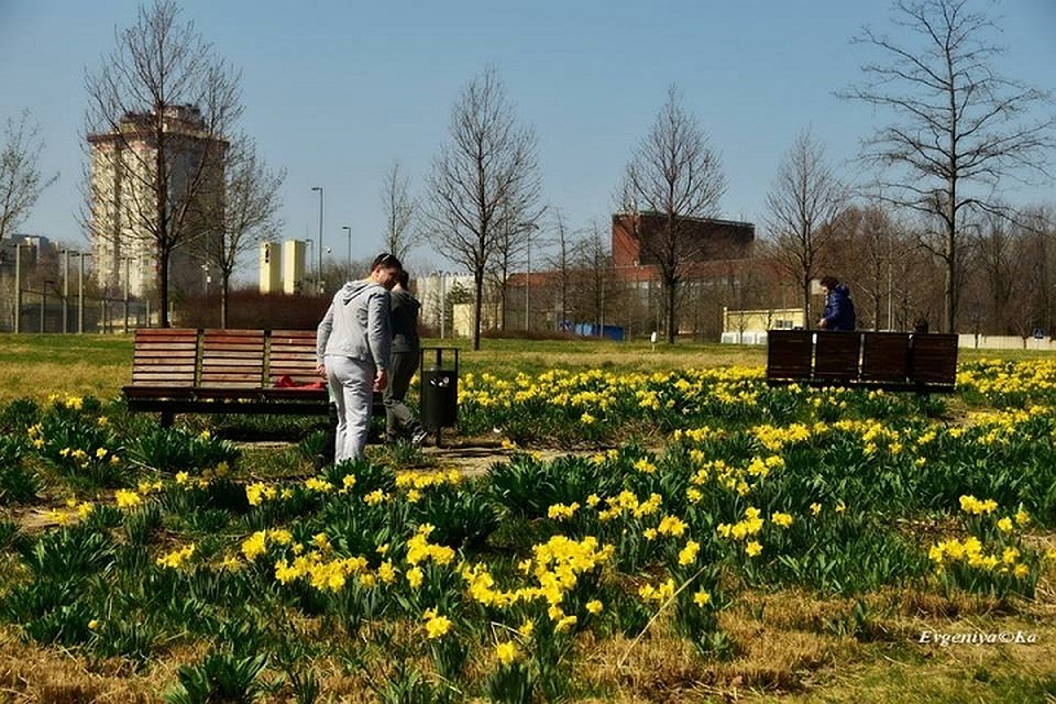 В парке у Донбасс Арены расцвели нарцисы. Фото: Е.Карпачева