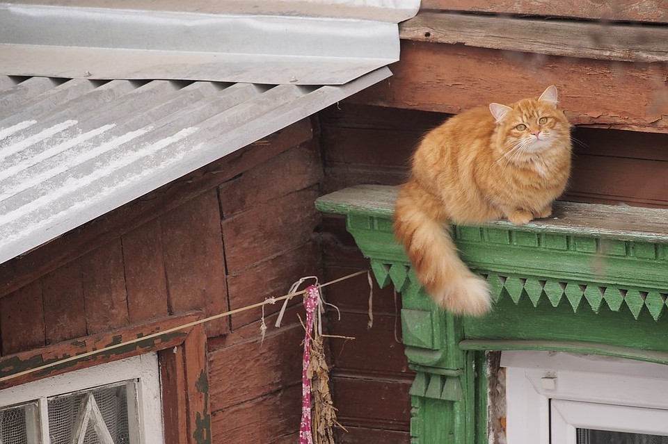 Фото: Алексей ФОКИН