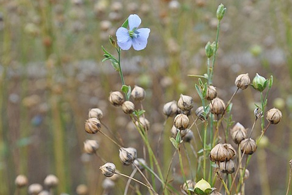 ФОТО: pixabay.com