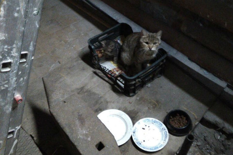 В Эрмитаже у котов полный соцпакет, а через дорогу во дворах Адмиралтейства их собратья живут на сухом пайке. Фото: из архива героя публикации