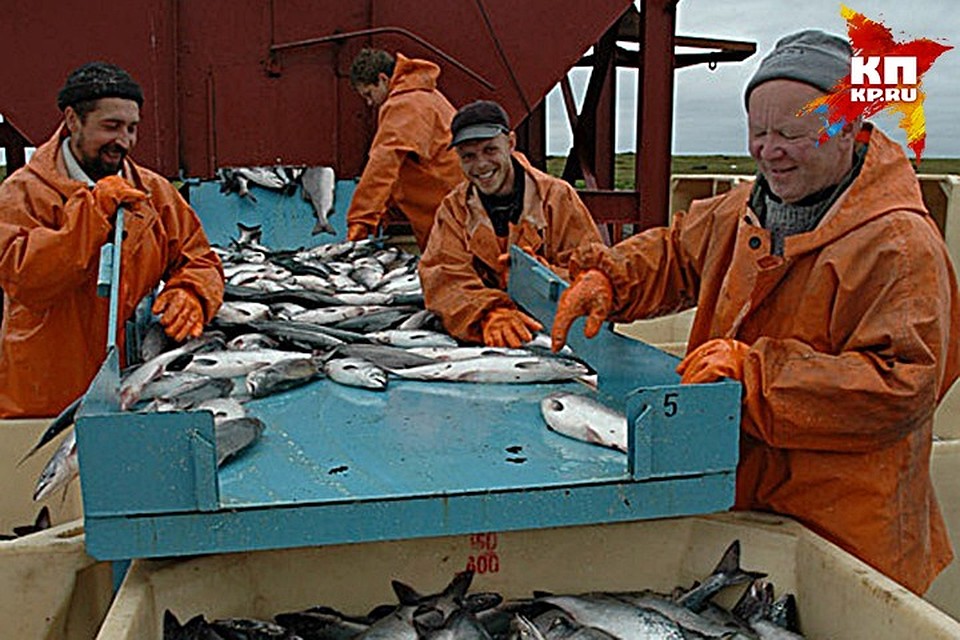Баренцево море испокон веков было копилкой морских даров для нас, жителей Заполярья. Но в последнее время количество трески в нем сокращается. А вот расценки за нее - только растут.