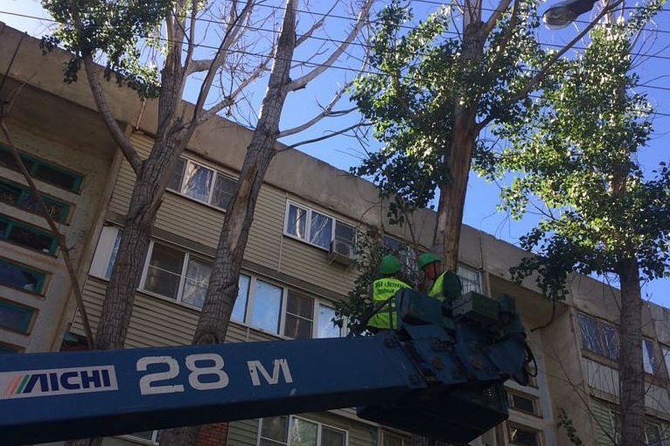 Необходима опиловка дерева, где расположено воронье гнездо