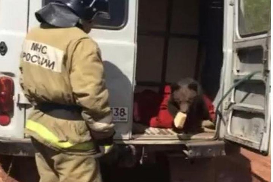 Пожарные спасли медвежонка, выпустив его в лес в Иркутской области