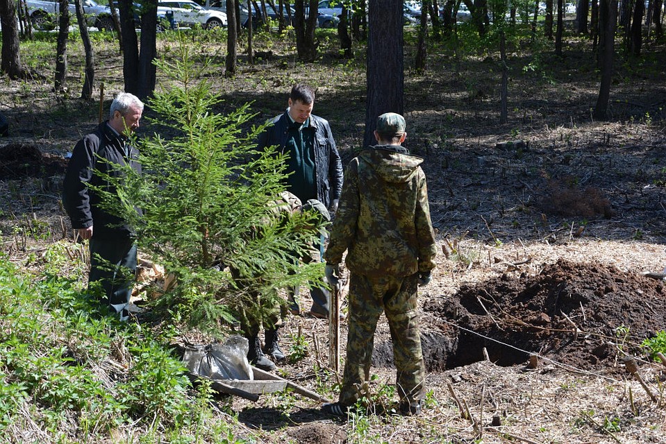 Десять елей-крупномеров уже поселились в Челябинском городском бору. Фото: пресс-служба ГУ лесами Челябинской области.