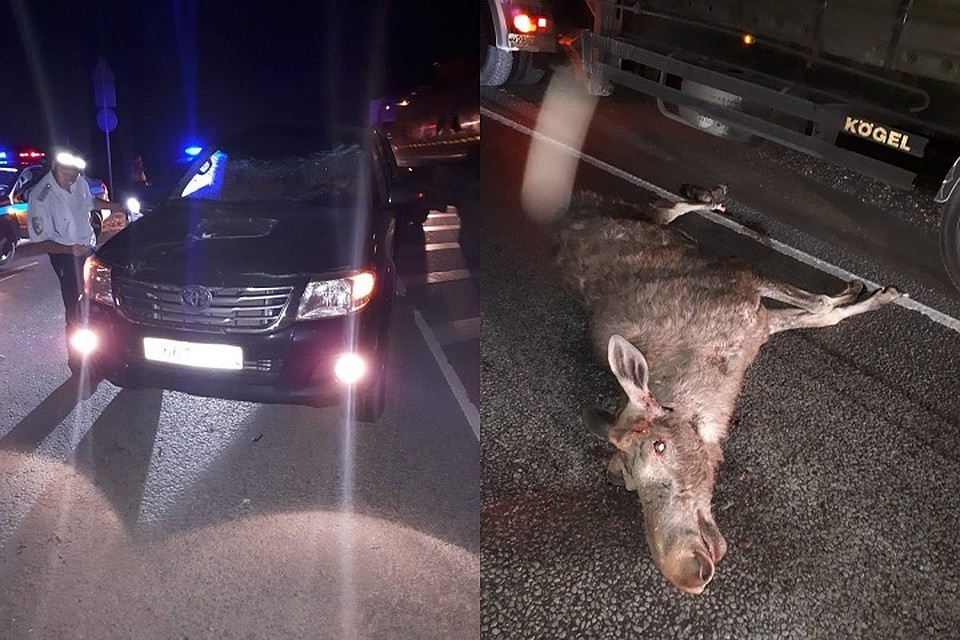Внедорожник сбил лося на федеральной трассе. Фото: vk.com/autoberdsk