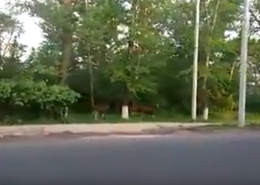 Кадр из видео