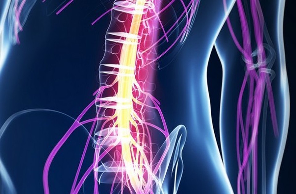 Фото: Vertebrolog.pro