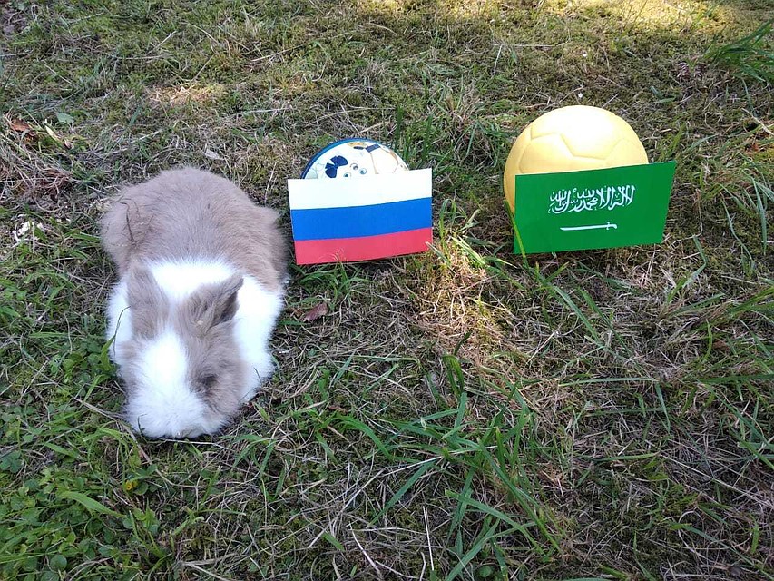 Пушик выбран нашу сборную Фото: эколого-биологический центр Сочи