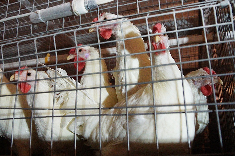 Казахстан запретил ввоз продукции 36 российских птицефабрик