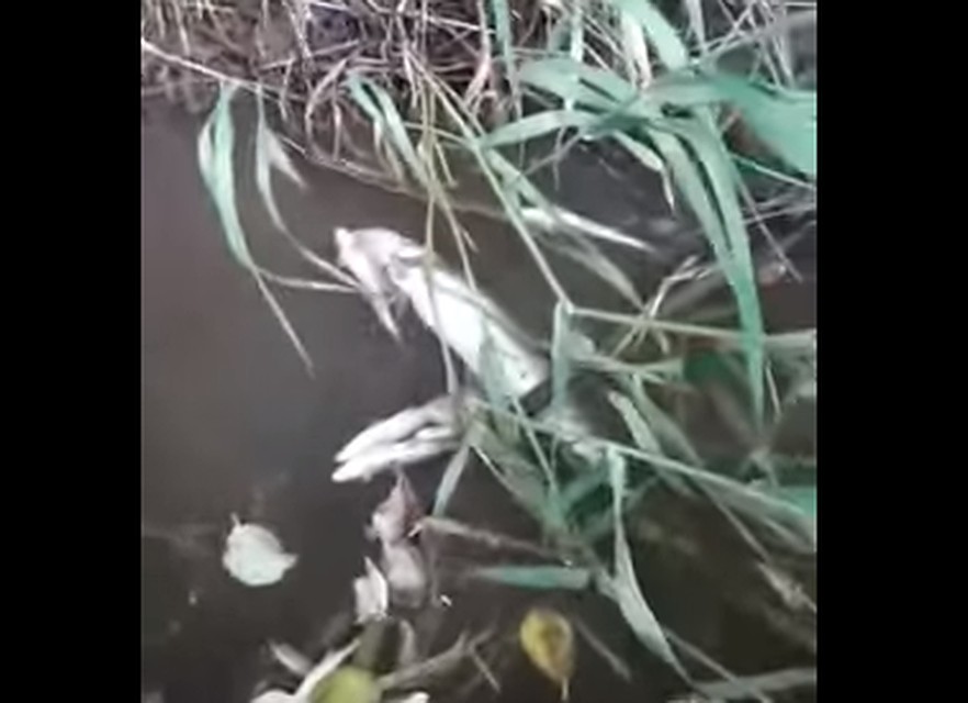 Скриншот из видео