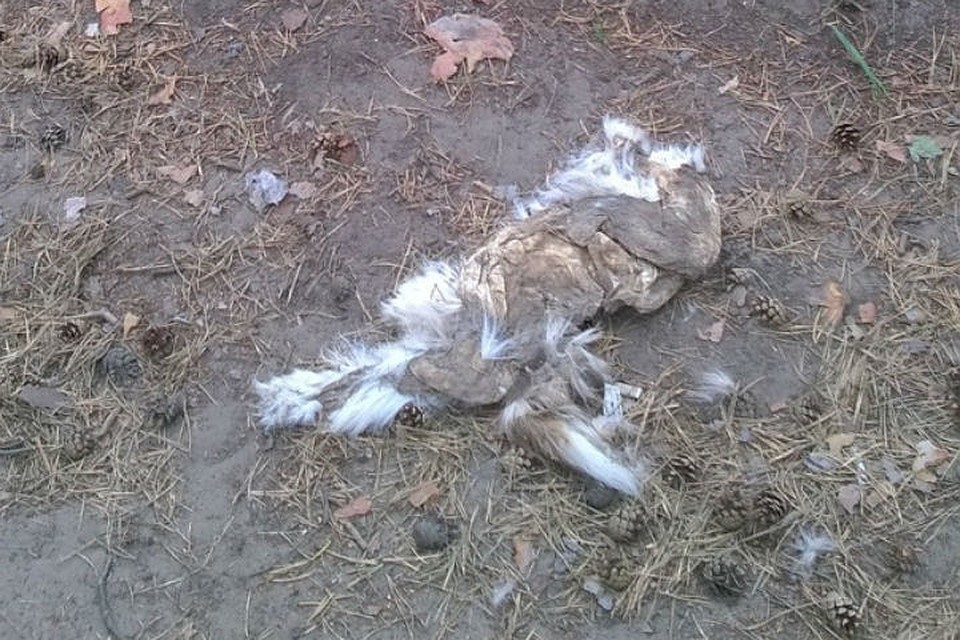 Шкурки собак находят в Заволжском районе Ярославля. Фото: Ольга Дмитриева.