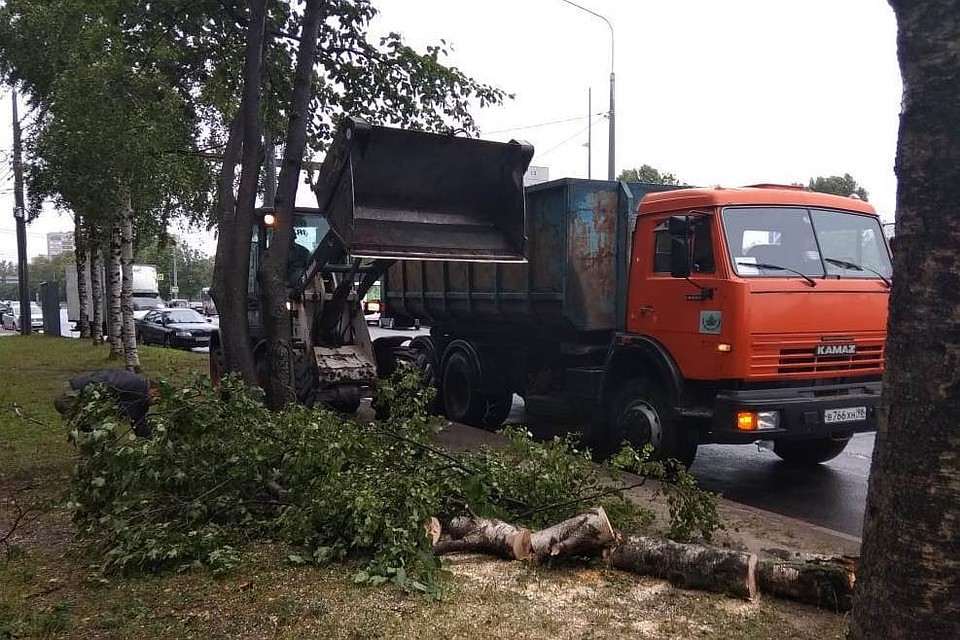 После прошедшего по Петербургу ветра убрали 89 поваленных деревьев. Фото: пресс-служба Комитета по благоустройству.