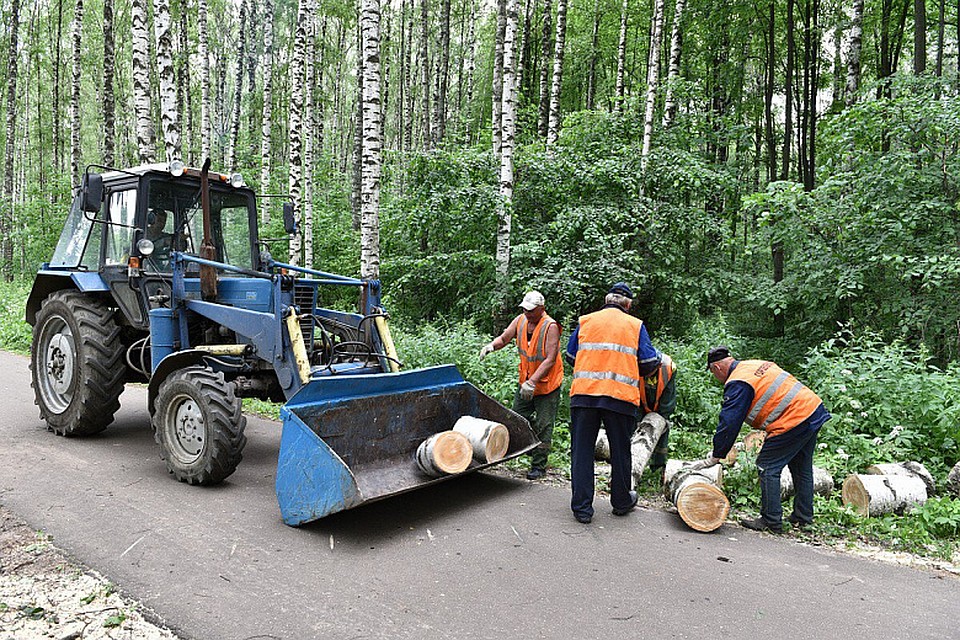 В Павловской роще в Брагино спилят 120 сухих деревьев.