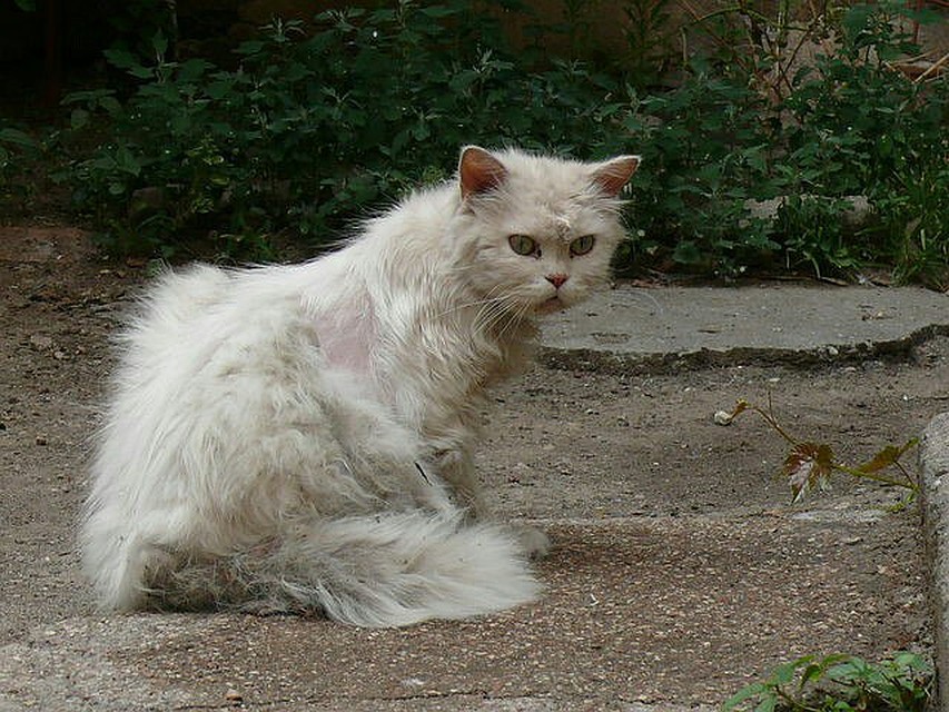 Кот сдох на следующий день