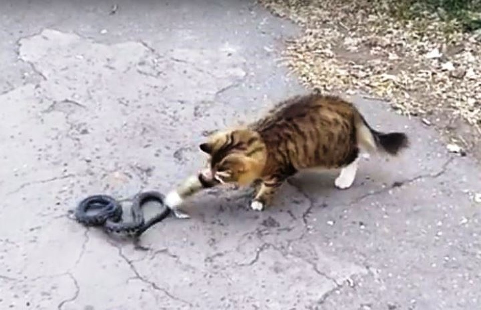 Фото - скрин с видео Дмитрия Цуканова.