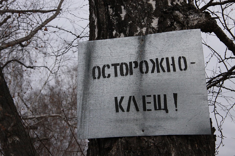 Исследовано 119 клещей.