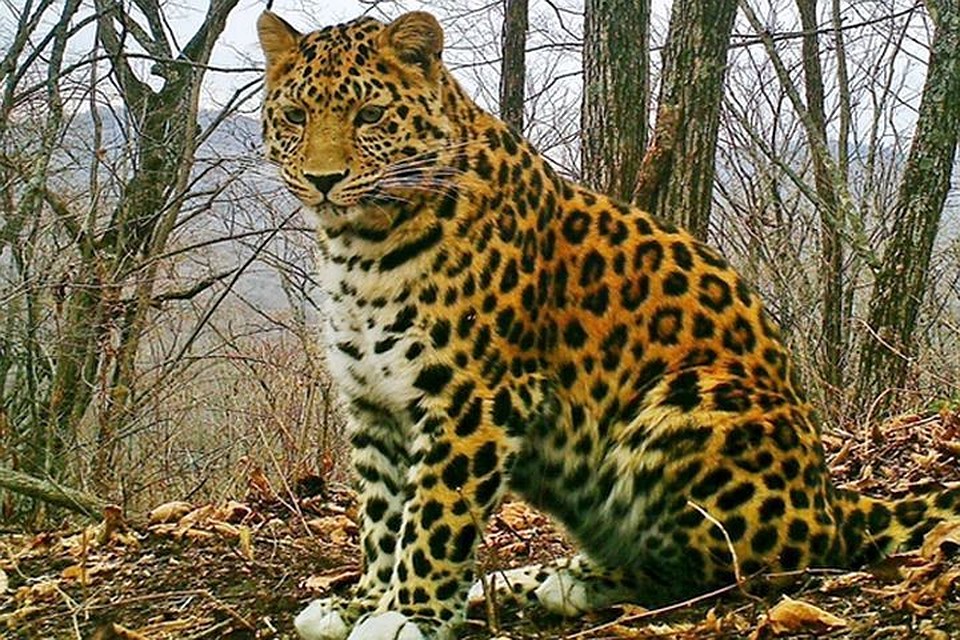 Приморцы назвали леопарда в честь славянского бога солнца. Фото: leopard-land.ru