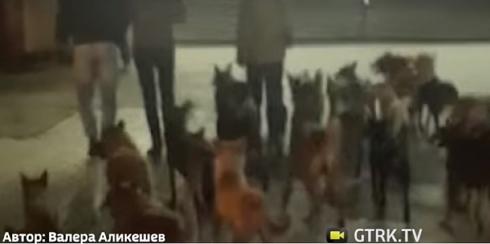 Жителей Стерлитамака напугал «собачий король»