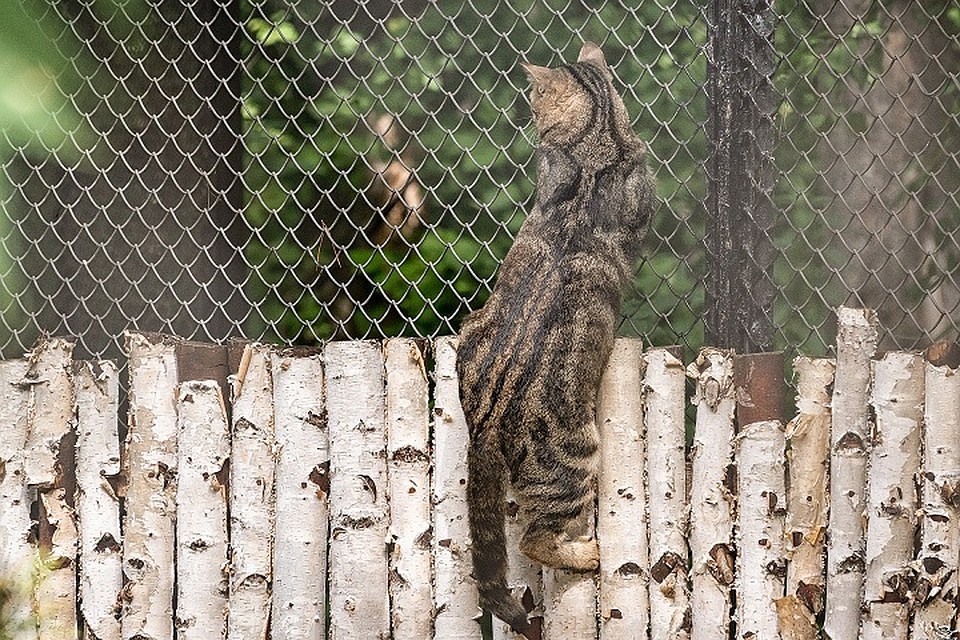 Кошка залезает на сетку вольера. Фото: Андрей Поляков