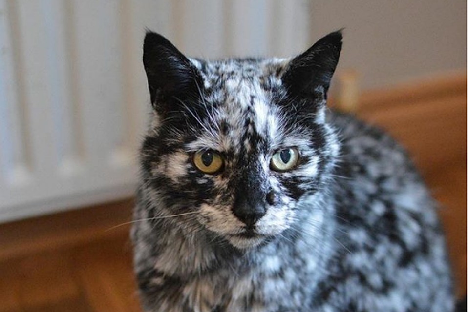 Кот по кличке Скрэппи