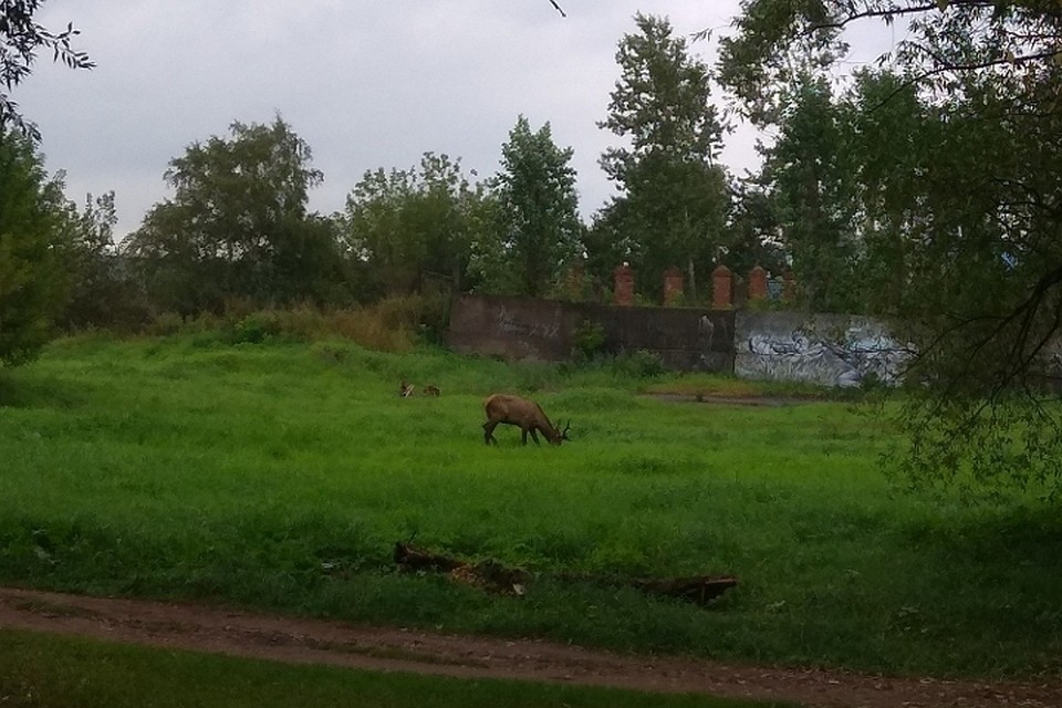 Дикий олень щиплет травку в городе Фото: Наталья Еренкова