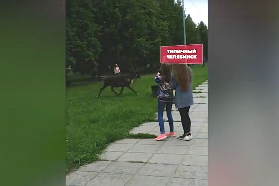 Оленя удалось поймать только через полтора часа. Фото: кадр с видео.