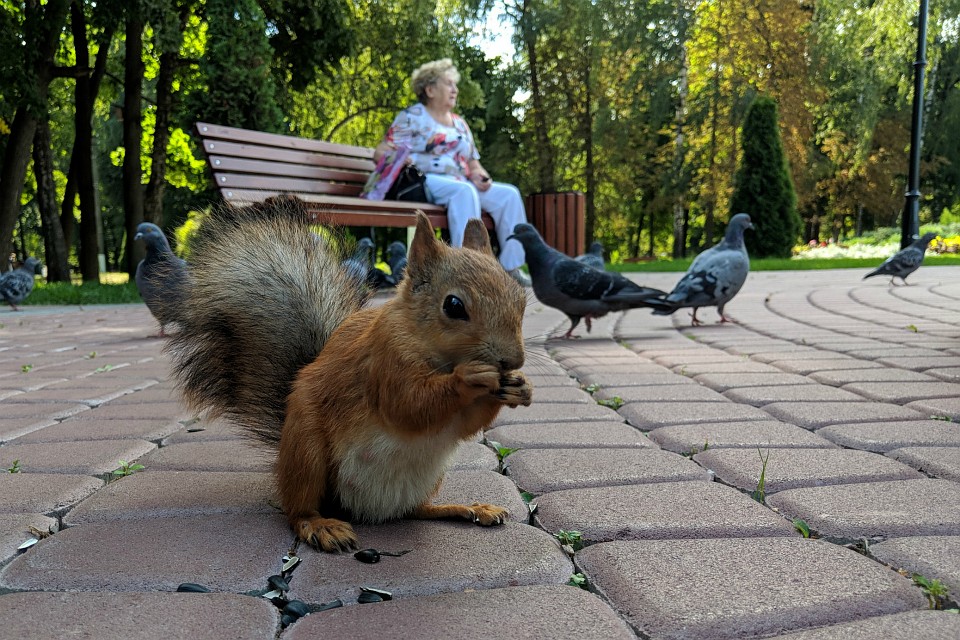 Белка в городском парке.