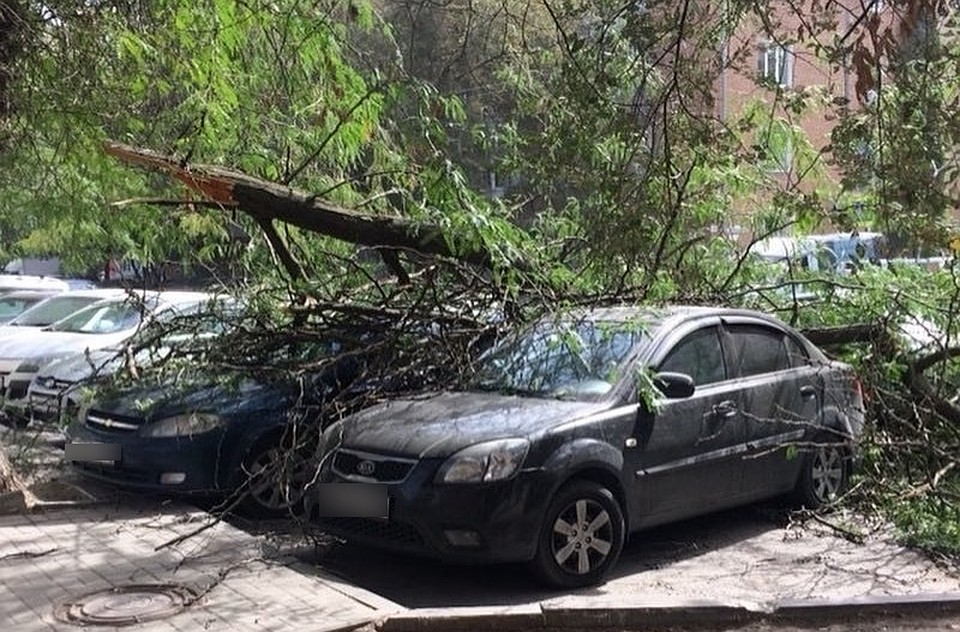 В Ростове-на-Дону дерево упало сразу на три авто. Фото: группа Вконтакте "Ростов-Главный".