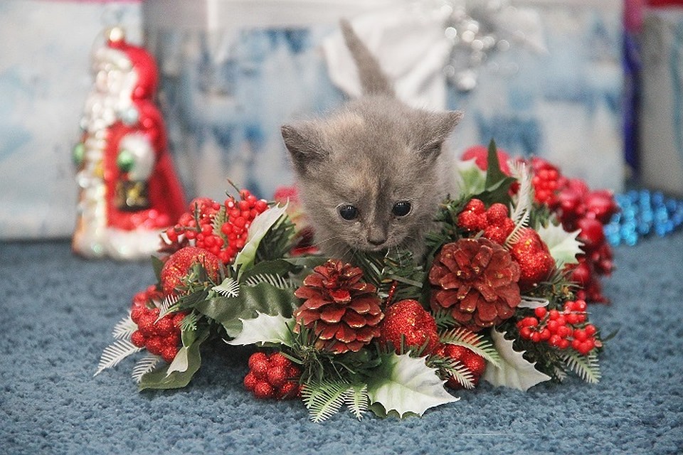 Готовимся к Новому 2019 году
