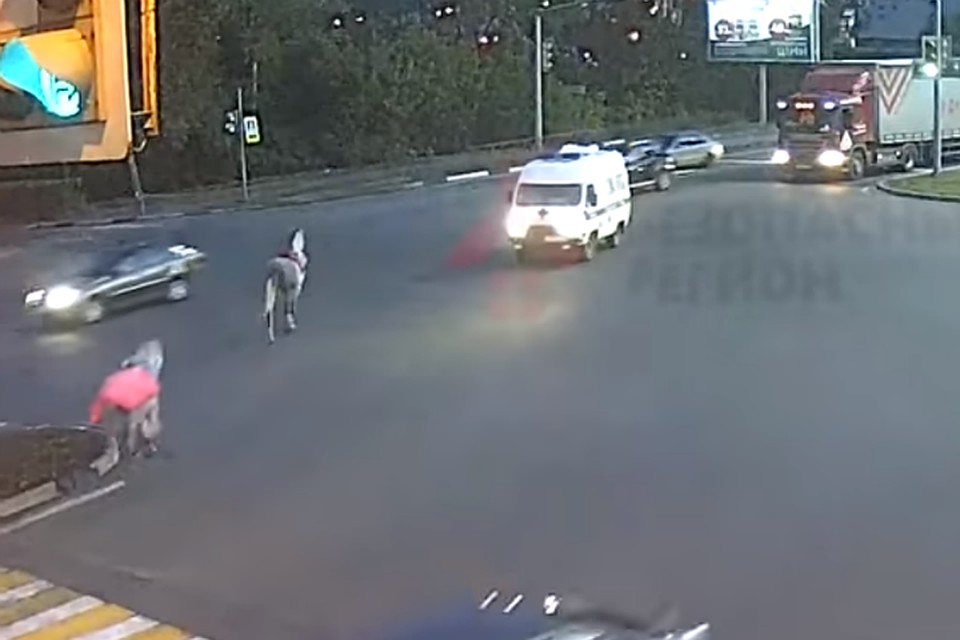 Лошади на Московском проспекте Ярославля. Фото: стопкадр с видео "Ярнет".