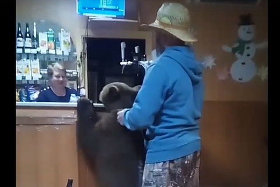 Медведь Тоша не только гоняется за велосипедистами, но и не прочь полакомиться мороженным в местных заведениях. Фото: скриншот видео Артёма Яковлева из социальной сети "Вконтакте".