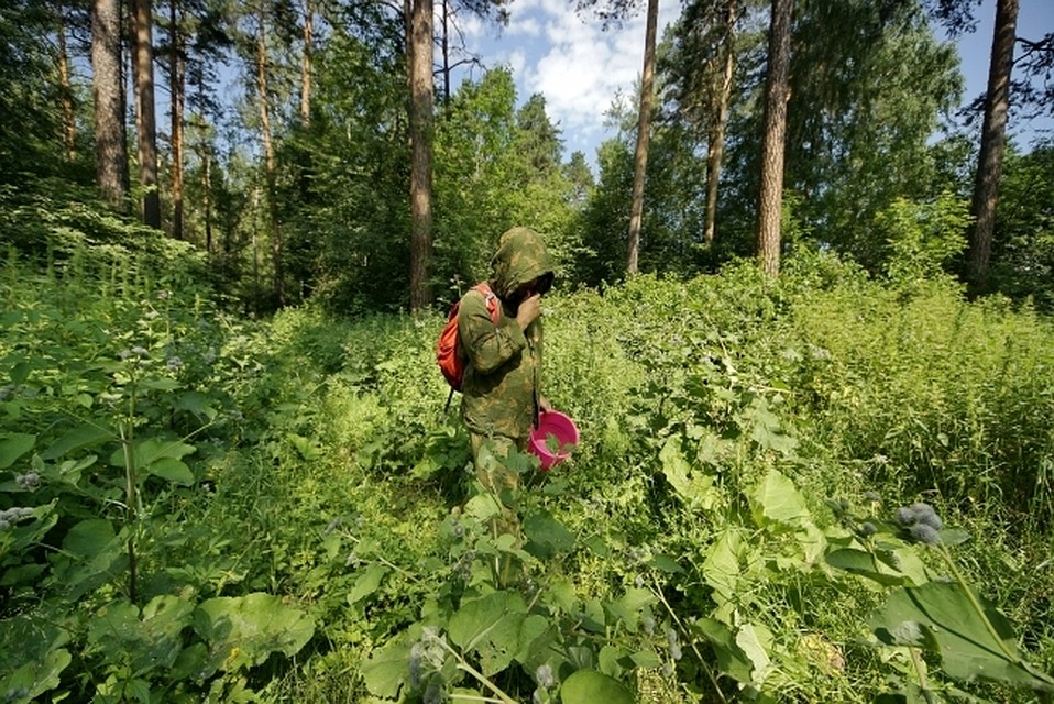 В Хабаровском крае продолжают искать пропавших грибника и рыбака
