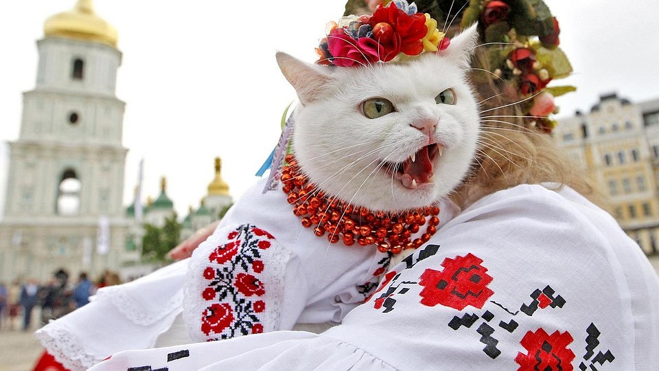 Я - кот, а не кит! Фото: news-front.info