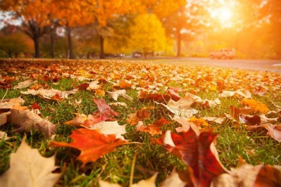 Фото:https://ru.depositphotos.com/stock-photos/%D0%BE%D1%81%D0%B5%D0%BD%D1%8C.html