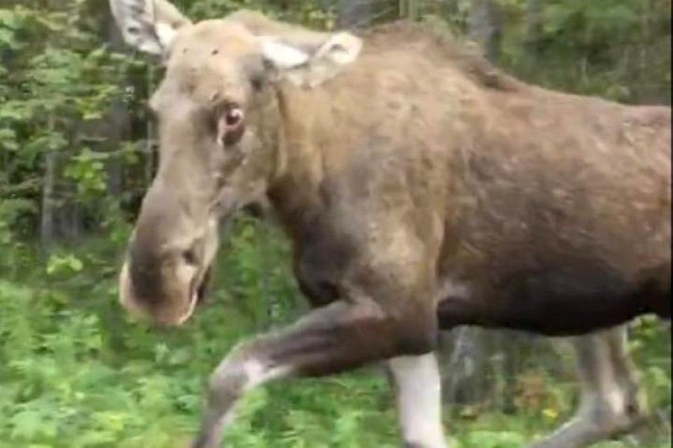 Лось словно заглядывал в салон автомобиля. Фото: скриншот группа ВК "Пермь активная".