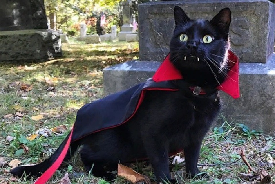 Кот-дракула покорил соцсети. ФОТО: https://www.instagram.com/p/BoaPAPggQ5P/?taken-by=monkandbean