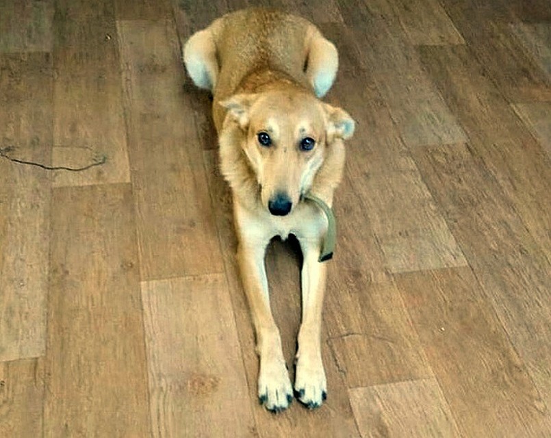 Линда ищет дом